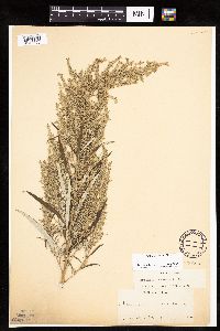 Artemisia serrata image