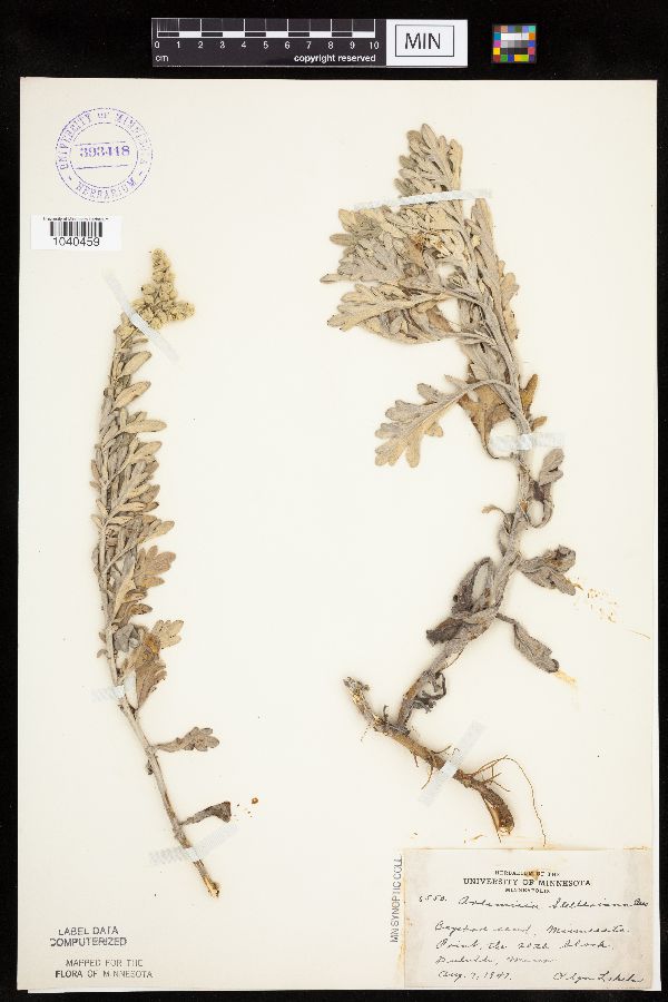 Artemisia stelleriana image