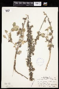 Artemisia stelleriana image