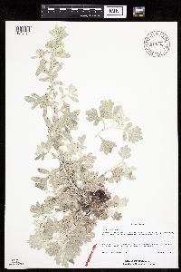 Artemisia stelleriana image
