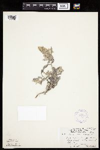 Artemisia stelleriana image