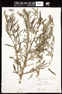 Artemisia vulgaris image