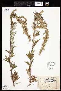 Artemisia vulgaris image