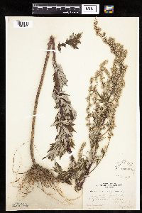Artemisia vulgaris image