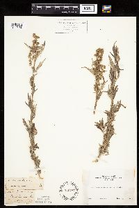 Artemisia vulgaris image