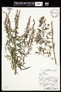Artemisia vulgaris image