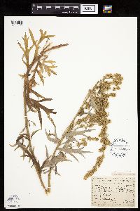 Artemisia vulgaris image