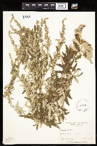 Artemisia vulgaris image