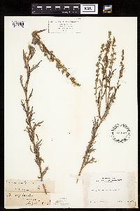 Artemisia vulgaris image