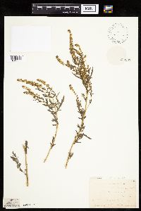 Artemisia vulgaris image