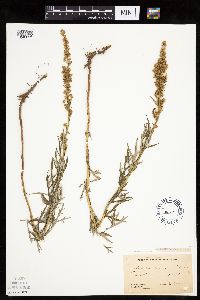 Artemisia vulgaris image