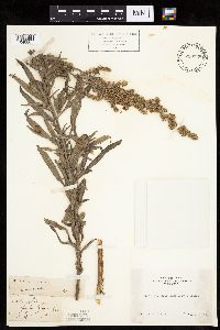 Artemisia vulgaris image