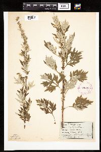 Artemisia vulgaris image
