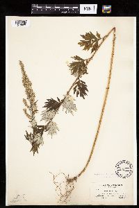 Artemisia vulgaris image