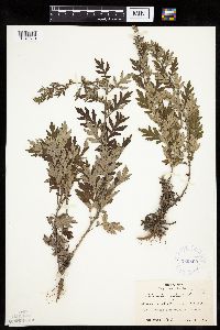 Artemisia vulgaris image