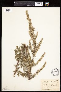 Artemisia vulgaris image