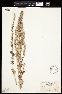 Artemisia vulgaris image