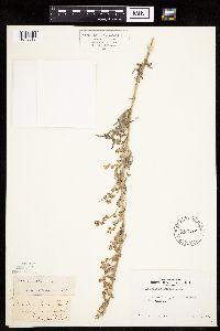 Artemisia vulgaris image