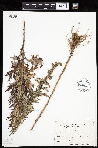 Artemisia vulgaris image