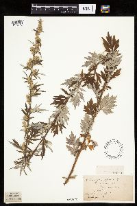 Artemisia vulgaris image