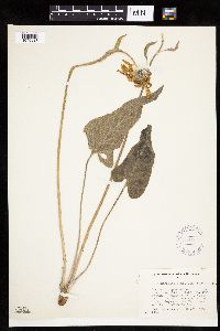 Balsamorhiza sagittata image