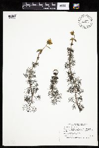 Thumbnail image of current specimen
