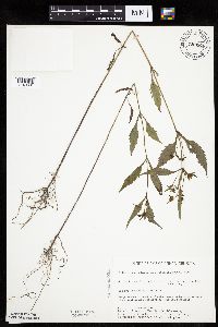 Bidens connata image