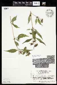 Bidens connata image