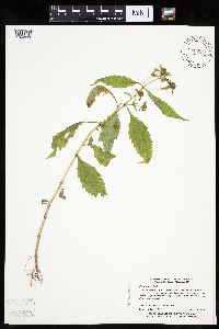 Bidens connata image