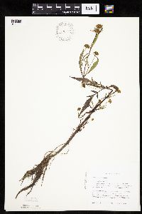 Bidens connata image