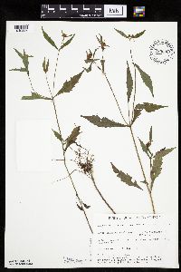 Bidens connata image