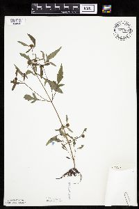 Bidens connata image