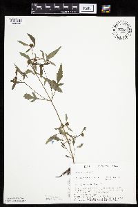 Bidens connata image