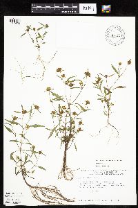 Bidens connata image