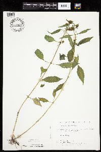 Bidens connata image