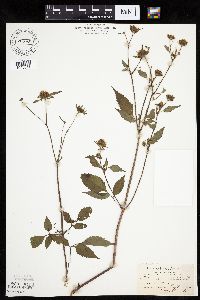 Bidens connata image