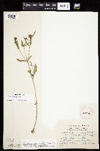 Bidens connata image