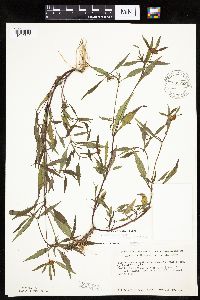 Bidens connata image