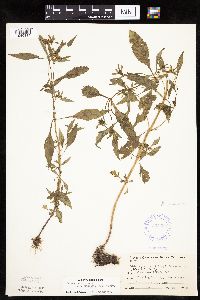Bidens connata image