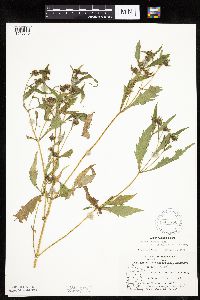 Bidens connata image