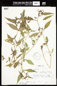 Bidens connata image