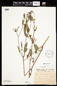 Bidens connata image