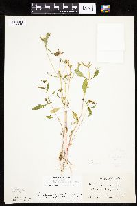 Bidens connata image