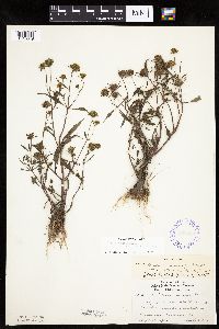 Bidens connata image