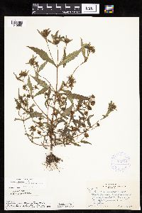 Bidens connata image