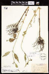 Bidens connata image