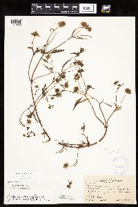 Bidens connata image