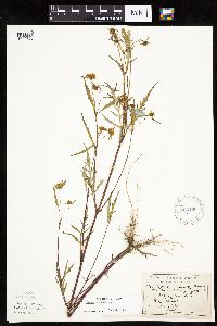 Bidens connata image