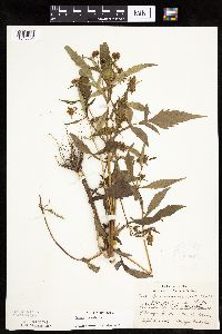 Bidens connata image