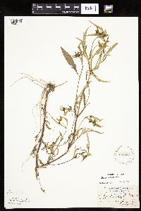 Bidens connata image